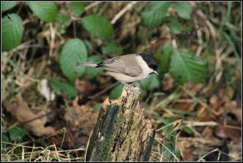 Parus Palustris....de Glanskop!